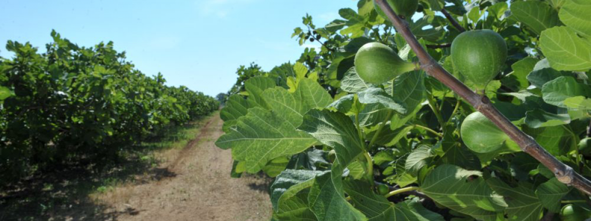 Azienda Agricola G. Ancona