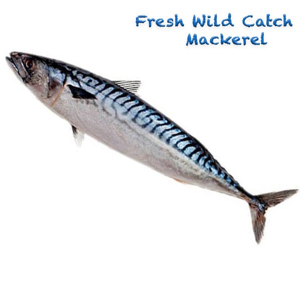Fresh Wild Catch Mackerel