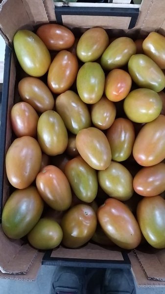 Organic red and green San Marzano Tomatoes